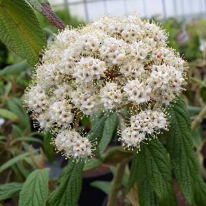 Viburnum rhytidophyllum 30-40 cm